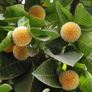 5 Seeds Neolamarckia cadamba BUR FLOWER TREE Exotic (Seeds)
