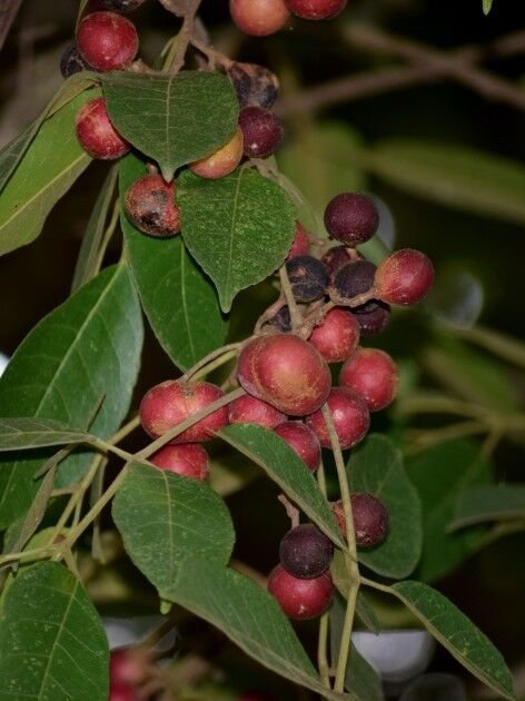 5 Seeds Protium serratum INDIA RED PEAR TREE (Seeds)