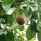 5 Seeds Pterygota alata BUDDHA COCONUT TREE (Seeds)