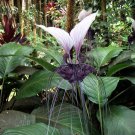 5 Seeds Tacca integrifolia WHITE BAT FLOWER Unusual White and Black Flowers (Seeds)