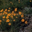 10 Seeds Thelesperma filifolium STIFF GREENTHREAD (Seeds)