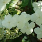 10 Seeds Hydrangea anomala petiolaris CLIMBING HYDRANGEA (Seeds)