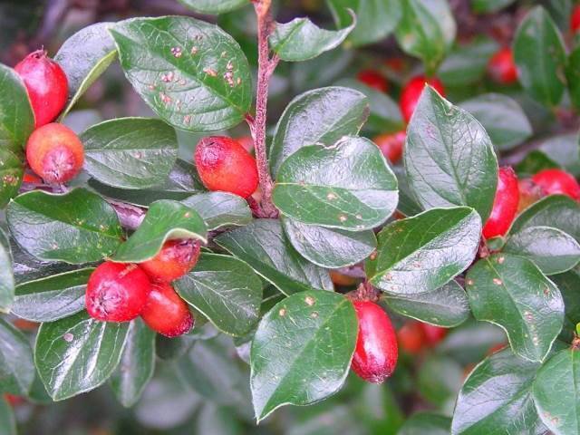 10 Seeds Cotoneaster divaricatus SPREADING COTONEASTER Shrub (Seeds)