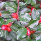 10 Seeds Cotoneaster divaricatus SPREADING COTONEASTER Shrub (Seeds)
