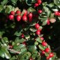 10 Seeds Cotoneaster divaricatus SPREADING COTONEASTER Shrub (Seeds)