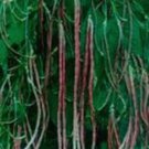 20 SEEDS Vigna unguiculata MOSAIC ASIAN YARD LONG BEAN (Seeds)