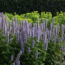 10 Seeds Agastache Blue HYBRID BLUE HYSSOP (Seeds)