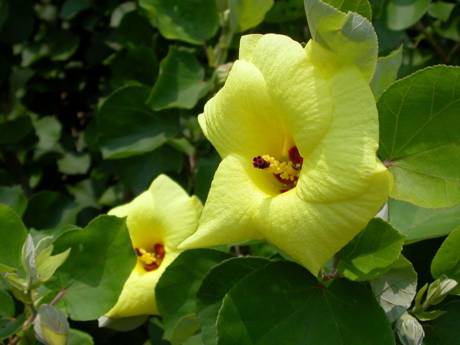 5 Seeds Hibiscus hamabo YELLOW HIBISCUS (Seeds)