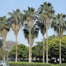 5 Seeds Livistona chinensis subglobosa FAN PALM Exotic (Seeds)