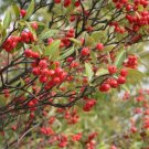 5 Seeds Aronia arbutifolia RED CHOKEBERRY (Seeds)