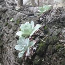 5 Seeds Dudleya pulverulenta UNUSUAL SUCCULENT (Seeds)
