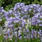 5 Seeds Agapanthus Storm Cloud LILY OF THE NILE (Seeds)