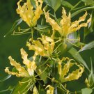 5 Seeds Gloriosa lutea YELLOW GLORIOSA LILY VINE (Seeds)