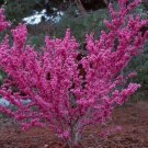 10 Seeds Cercis chinensis CHINESE REDBUD Tree (Seeds)