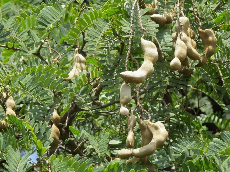 5 Seeds Tamarindus indica TAMARIND TREE (Seeds)