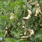 5 Seeds Tamarindus indica TAMARIND TREE (Seeds)