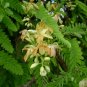 5 Seeds Tamarindus indica TAMARIND TREE (Seeds)