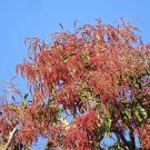5 Seeds Terminalia myriocarpa EAST INDIA ALMOND - Unique Tree (Seeds)
