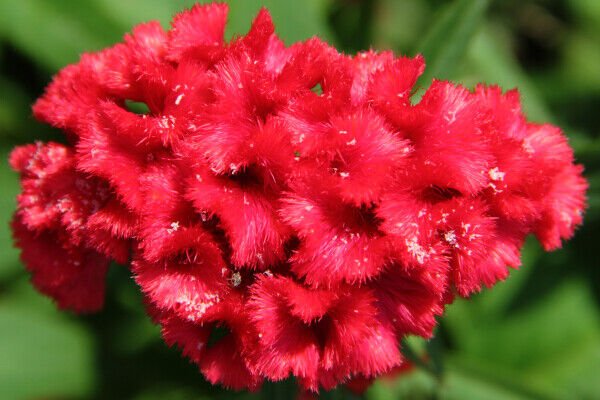 10 Seeds Celosia argentea cristata RED COCKSCOMB (Seeds)