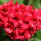 10 Seeds Celosia argentea cristata RED COCKSCOMB (Seeds) 10 Seeds Celosia argentea cristata RED COCKSCOMB (Seeds)
