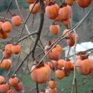 5 Seeds Diospyros kaki PERSIMMON TREE (Seeds)