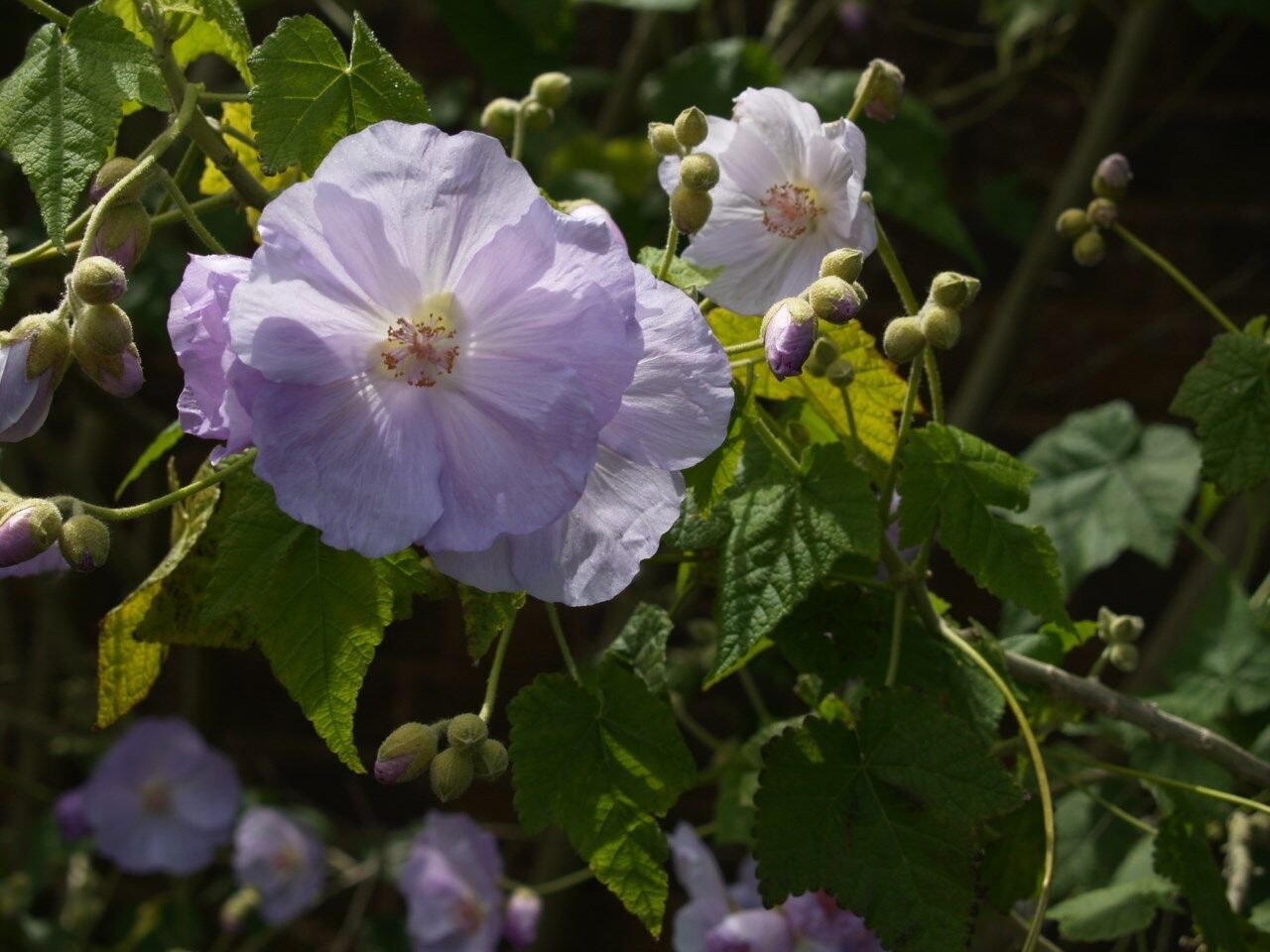 5 Seeds Abutilon vitifolium UNIQUE PERENNIAL (Seeds)