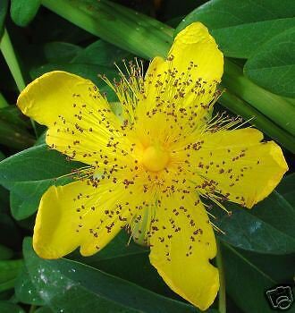 5 Seeds Hypericum calycinum ST JOHNS WORT (Seeds)