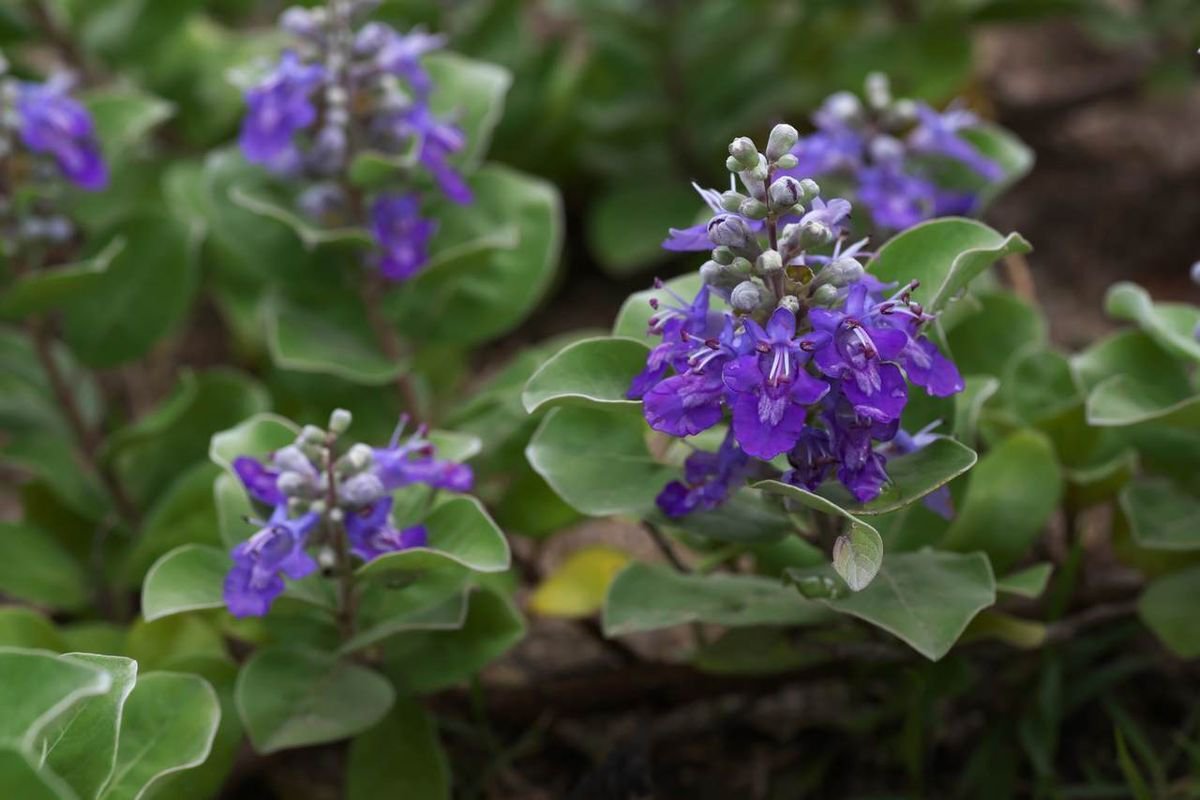 5 Seeds Vitex rotundifolia BEACH VITEX (Seeds)