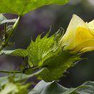5 Seeds Gossypium arboreum TREE COTTON (Seeds)