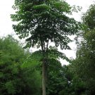 5 Seeds Oroxylum indicum INDIA TRUMPET FLOWER Exotic (Seeds)