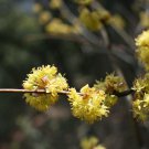 5 Seeds Lindera obtusiloba SPICEBUSH SHRUB (Seeds)