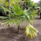 5 Seeds Coccothrinax barbadensis BARBADOS THATCH PALM (Seeds)