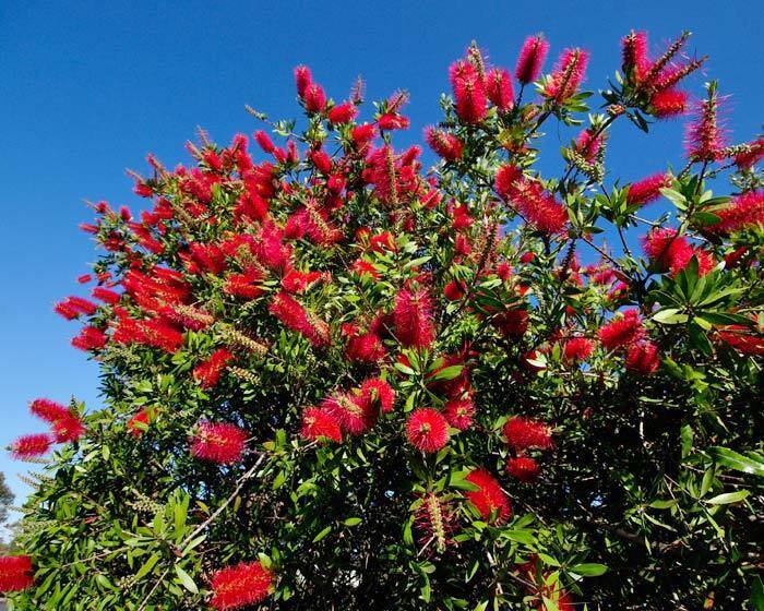 10 Seeds Callistemon citrinus RED BOTTLEBRUSH (Seeds)