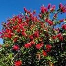 10 Seeds Callistemon citrinus RED BOTTLEBRUSH (Seeds)
