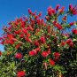 10 Seeds Callistemon citrinus RED BOTTLEBRUSH (Seeds)