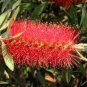 10 Seeds Callistemon citrinus RED BOTTLEBRUSH (Seeds)