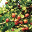 5 Seeds Coffea liberica LIBERIAN COFFEE (Seeds)