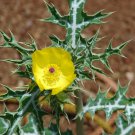 10 Seeds Argemone mexicana MEXICAN PRICKLY POPPY PERENNIAL (Seeds)