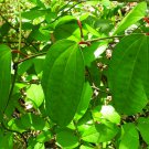 5 Seeds Dioscorea oppositifolia Rare Permaculture Crop - YAM (Seeds)