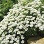 10 Seeds Iberis sempervirens PERENNIAL CANDYTUFT (Seeds)