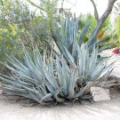 5 Seeds Agave desertii HARDY AGAVE Exotic (Seeds)