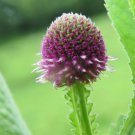 5 Seeds Sphaeranthus indicus EAST INDIAN GLOBE THISTLE (Seeds)