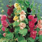 10 Seeds Alcea rosea Summer Carnival Mixed Colors PERENNIAL (Seeds)