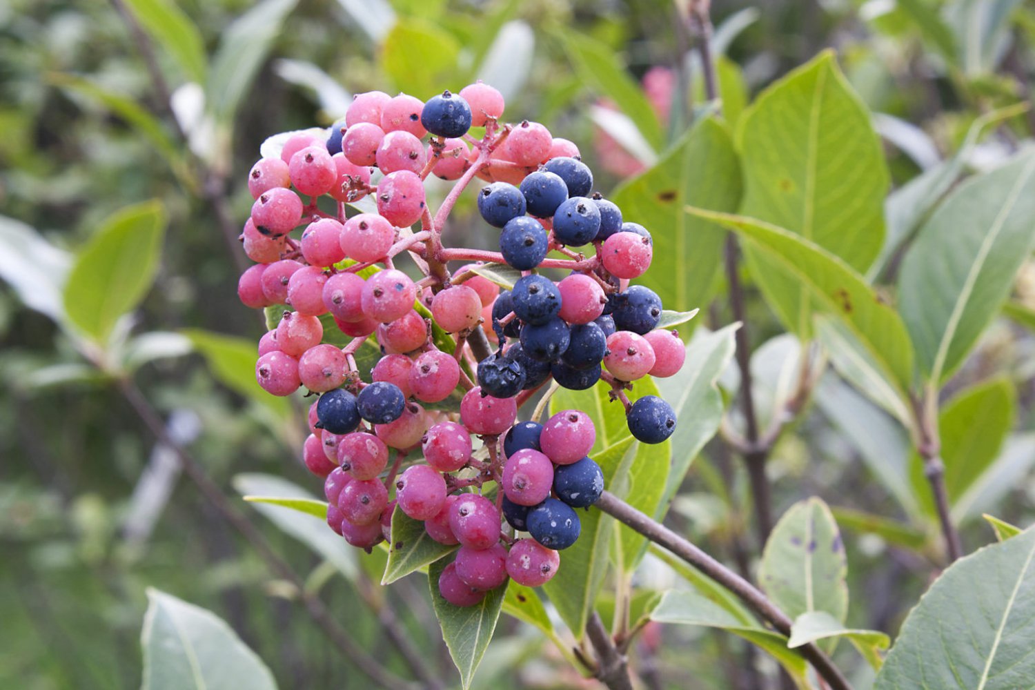 10 Seeds Viburnum casinoides WITHEROD VIBURNUM SHRUB (Seeds)