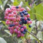 10 Seeds Viburnum casinoides WITHEROD VIBURNUM SHRUB (Seeds)
