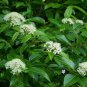 10 Seeds Viburnum casinoides WITHEROD VIBURNUM SHRUB (Seeds)