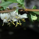 5 Seeds Lonicera fragrantissima WINTER HONEYSUCKLE (Seeds)