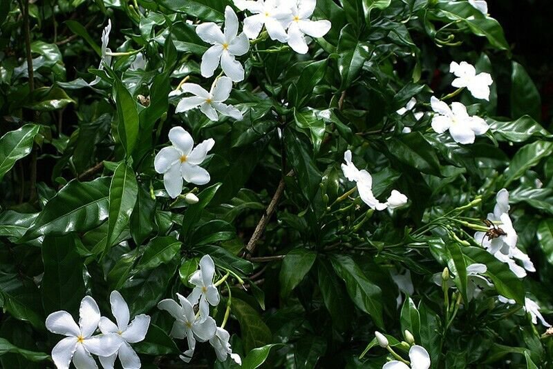 5 Seeds Tabernaemontana divaricata CRAPE JASMINE (Seeds)