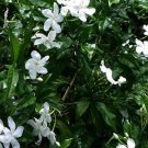 5 Seeds Tabernaemontana divaricata CRAPE JASMINE (Seeds)