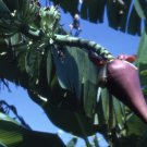 5 Seeds Musa ochracea RARE HARDY BANANA Exotic (Seeds)